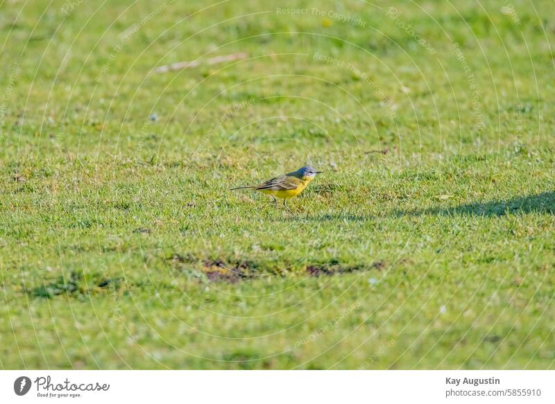 Schafstelze Vogelperspektive Vogelschutzgebiet Vogelbeobachtung Motacilla flava Stelzen Weidefläche Wiesen Feuchtwiesen Piepe Motacillidae Singvögel Passeri