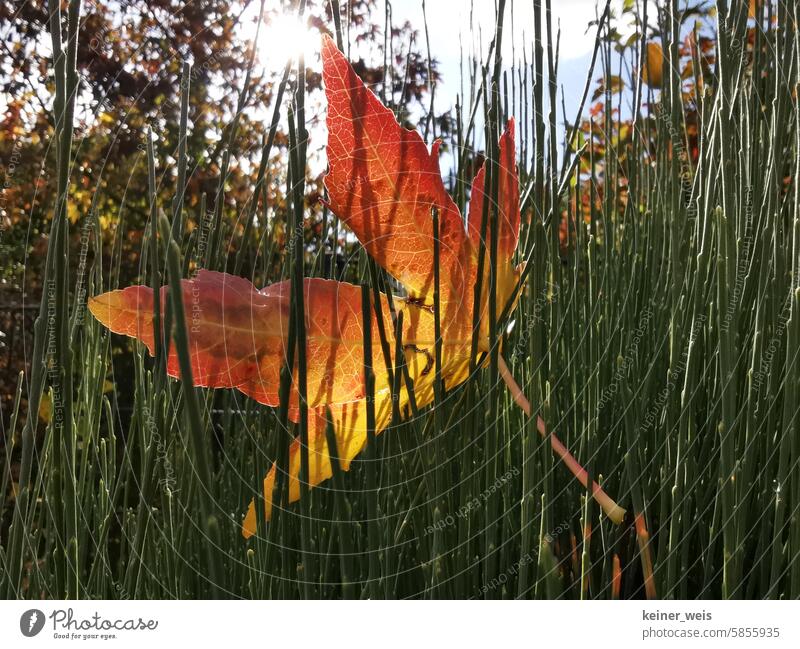 Ein rotes Ahornblatt steckt zwischen grünen Grashalmen im Gegenlicht grüb Laub Herbst Wiese Herbstlaub Blatt herbstlich Herbstfärbung Natur Außenaufnahme