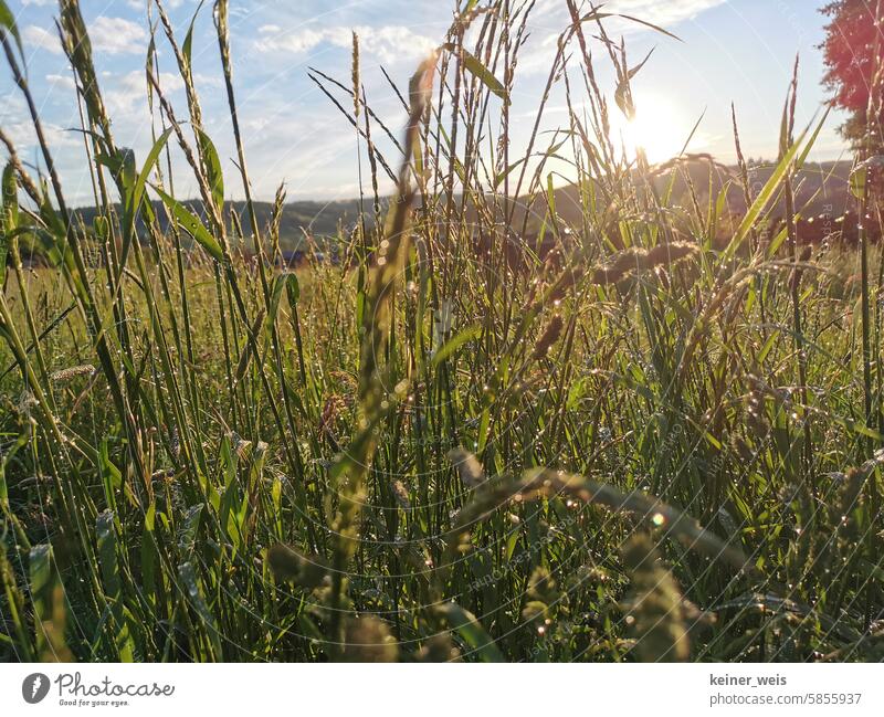 Nach dem Regenwetter folgt Sonnenschein aufklaren Wetter Wetterbild Grashalme Gräser Stimmungsbild Regennass Wiese Wisengras Wildwiese ungemäht Viehfutter