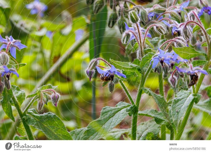 Eine Biene und Insekten sitzen auf den blauen Blüten einer Borretschpflanze im Garten Anthophila blüht Hummel Kraut einjähriges Kraut Überstrahlung