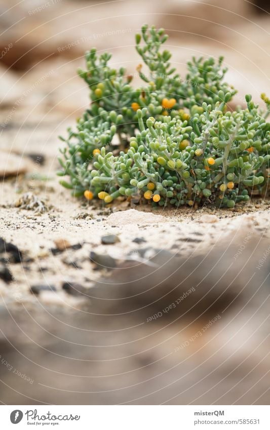 I.love.FV XXXVII Umwelt Natur Pflanze ästhetisch Zufriedenheit Fuerteventura Spanien grün Wüste Steinwüste trocken Wachstum Farbfoto Gedeckte Farben