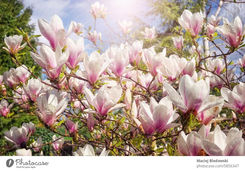 Nahaufnahme einer blühenden Magnolie, selektiver Fokus. Blume schön Blütenblatt Magnolie soulangeana Garten Baum Natur Pflanze Saison Überstrahlung geblümt rosa