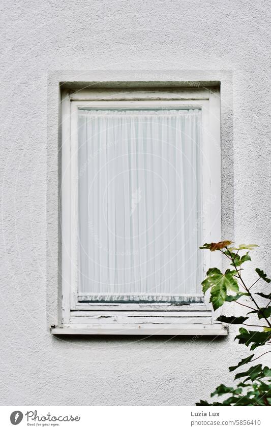 Grüne Zweige vor dem Fenster Gardine weiß grün Äste und Zweige Blätter zart alt Wandel & Veränderung charmant Charme Vorhang heimelig anmutig altmodisch