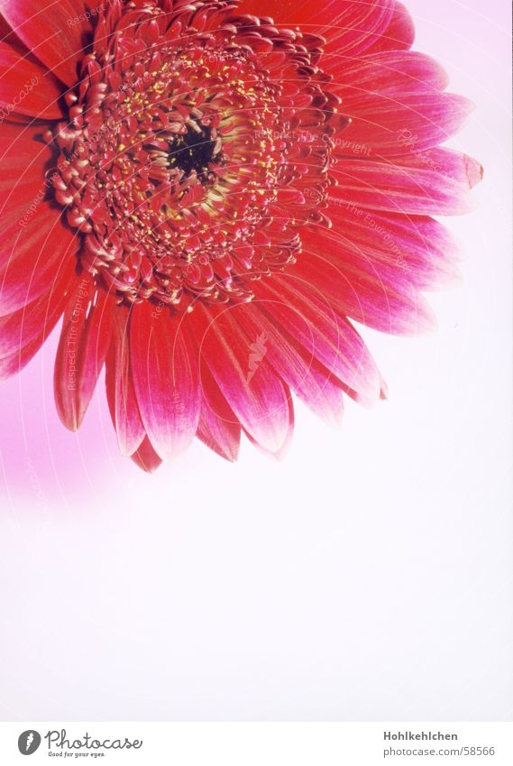 blüüümsche Pflanze Blume Gerbera rot rosa Nahaufnahme Studioaufnahme Kitsch intensiv Anschnitt Duft Geruch