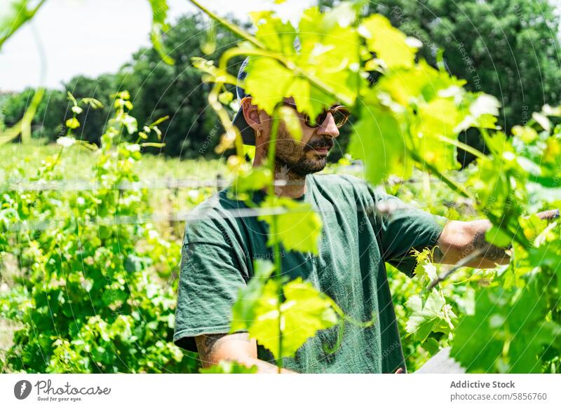 Weinbergsarbeiter bei der Pflege von Weinstöcken im Sonnenlicht Arbeiter Mann Weinrebe grün Blätter Ackerbau Weingut traditionell Bodenbearbeitung Wehen manuell