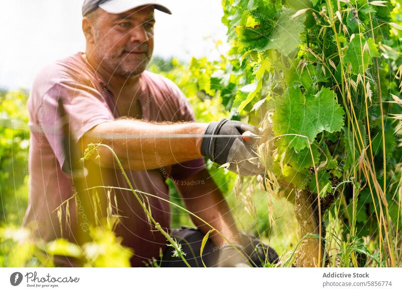 Weinbergsarbeiter bei der Pflege von Weinstöcken in einem sonnigen Feld Arbeiter Weingut Weinrebe Sonnenlicht Laubwerk Ackerbau Weinbau tendierend Reben manuell