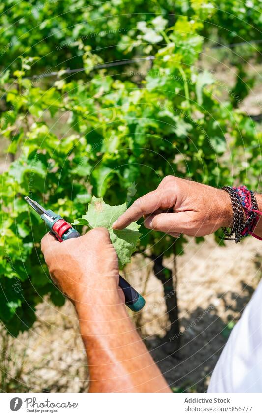 Pflege der Weinberge durch traditionelle Weinbauern Weinrebe Ackerbau Weingut Arbeiter Bodenbearbeitung Beschneidung Blätter sonnig Natur anonym im Freien