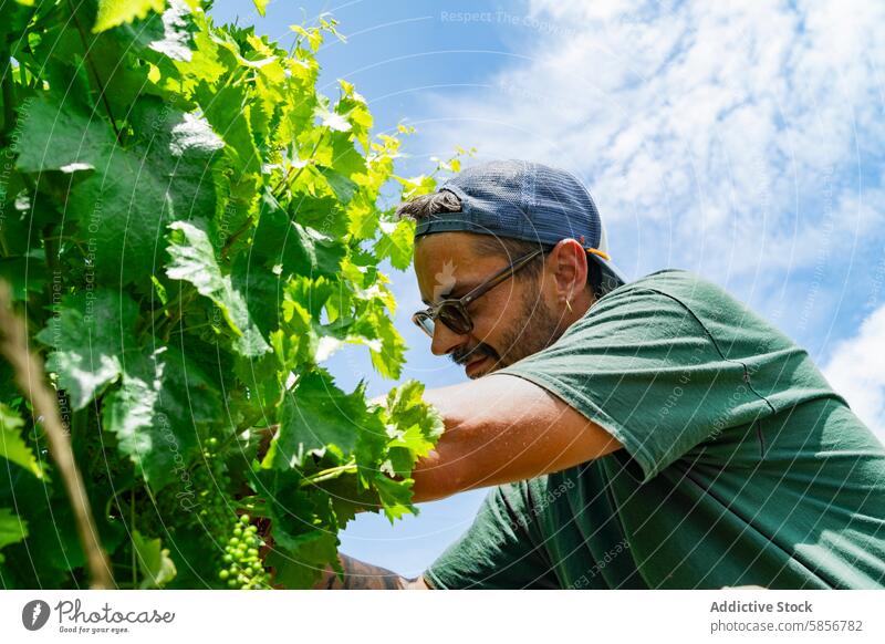 Winzer bei der Pflege der Weinstöcke unter blauem Himmel Weingut Arbeiter Weinrebe Weinbau sonnig Blauer Himmel traditionell Ackerbau Landwirtschaft Weinberg