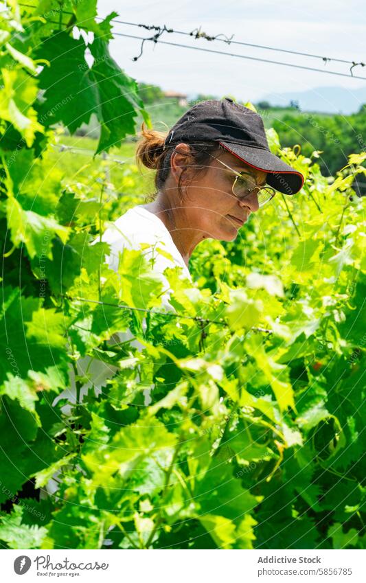 Winzer bei der Pflege der Weinreben in der Sonne Weingut Arbeiter Frau Ackerbau Weinbau traditionell Natur Grün Weinberg Bodenbearbeitung im Freien ländlich