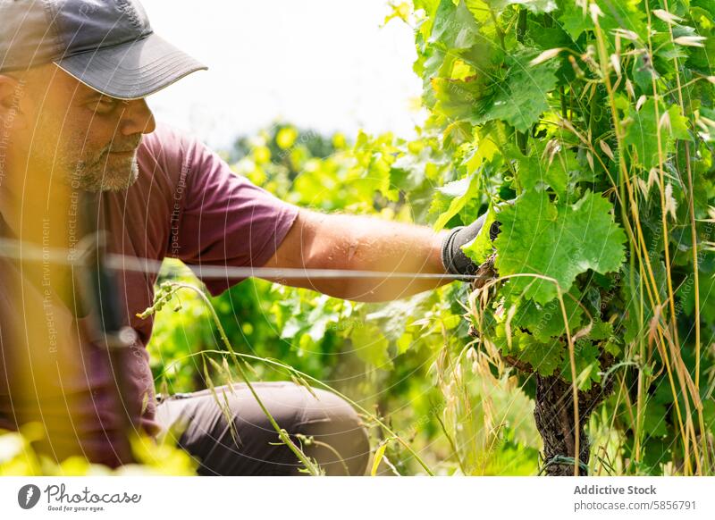 Weinbergsarbeiter bei der Pflege von Weinstöcken im Sonnenlicht Arbeiter Weinrebe Weingut Ackerbau Weinbau Weinherstellung Natur traditionell Mann