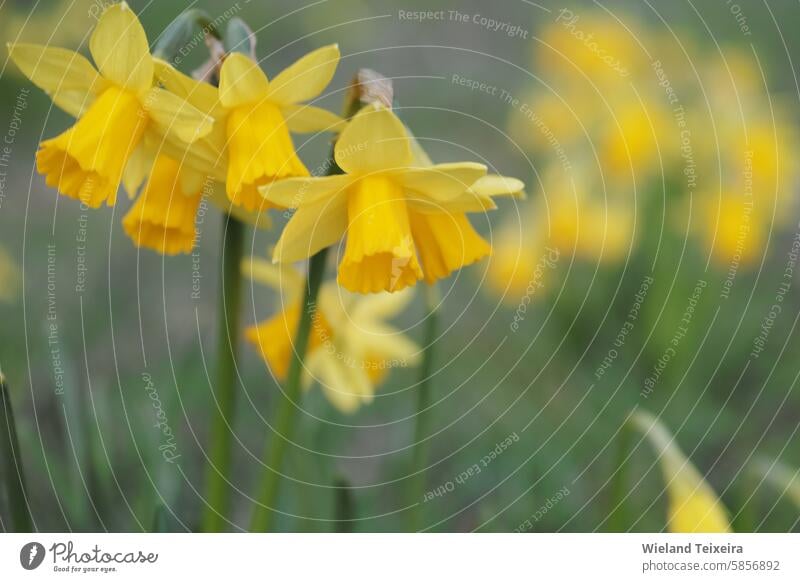 Gelbe Osterglocken oder Narzissen im Vordergrund und unscharf im Hintergrund. grün farbenfroh hell Farbe Natur schön natürlich im Freien Frühling Nahaufnahme