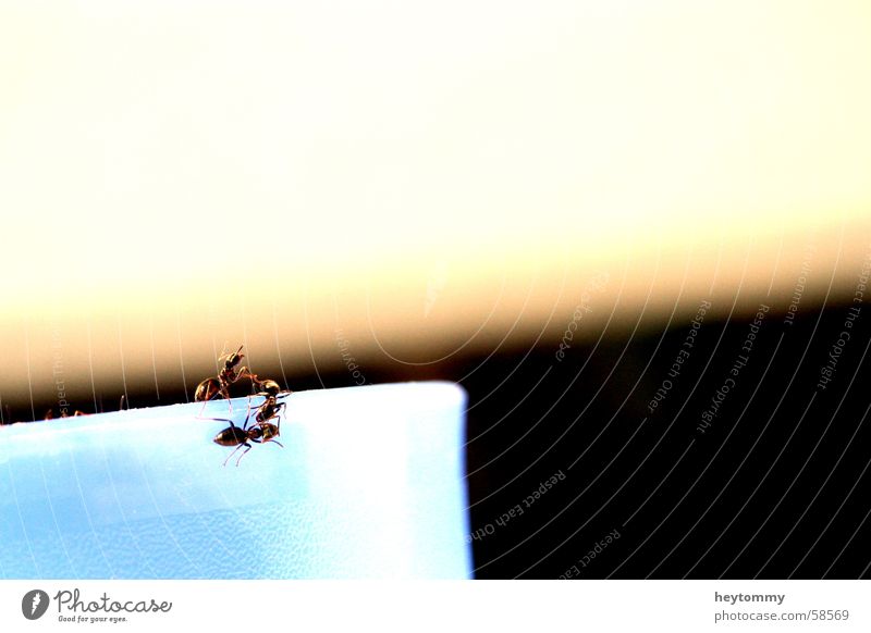 Das kleine Krabbeln II Ameise Becher Becherrand Insekt Am Rand Tier Klettern krabbeln steigen Makroaufnahme Detailaufnahme Gefäße Außenaufnahme Bildausschnitt