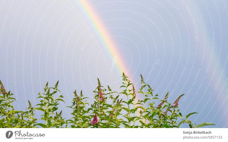 Regenbögen über dem Garten Regenbogen Pflanze Buddleija Sommerflieder Himmel Natur Farbfoto Blüte Außenaufnahme Menschenleer Tag Textfreiraum oben
