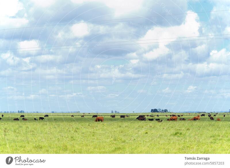 Kühe grasen auf der Weide Rind Feld Tiere Säugetiere Natur Himmel blau Wolken grün Horizont Kraut Bäume Viehbestand Landschaft