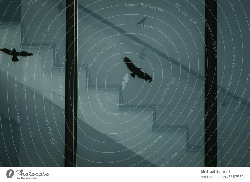 Schwarze Vögel Fensterscheiben Schutz vogelschutz Aufkleber Glas Markierung Unfallgefahr fliegen Kennzeichnung schwarz Silhouette Vogelschutz Vogelbild