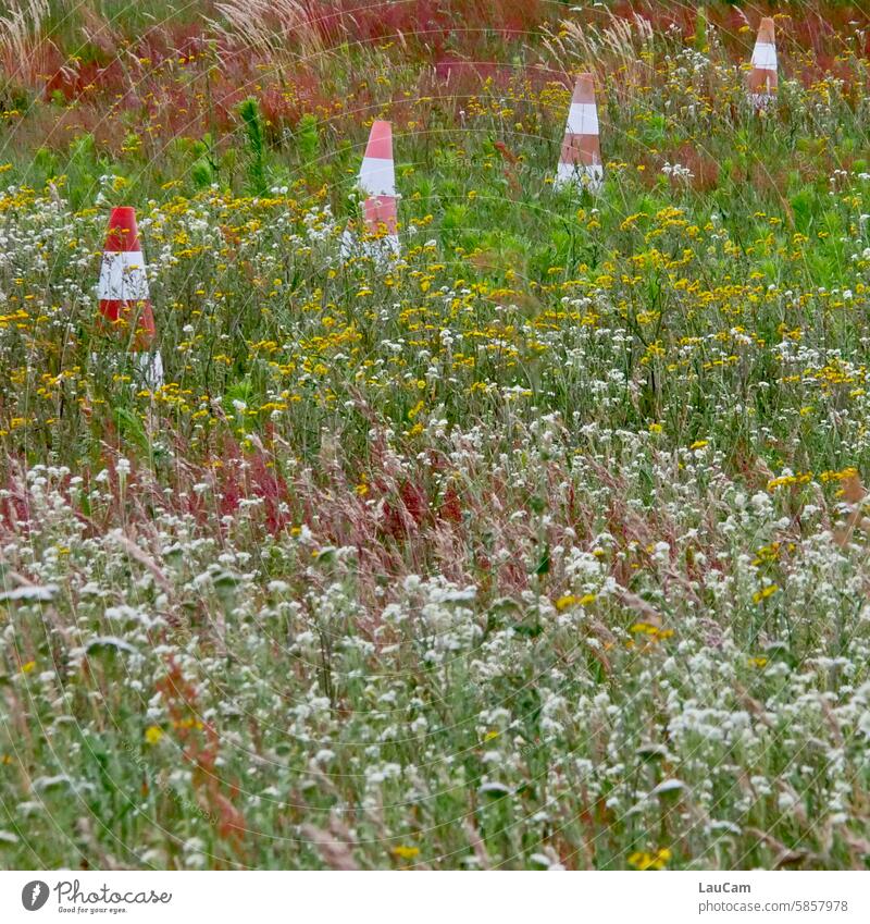 Die Natur hat ihre Grenzen Wiese Begrenzung Pilone Pilonen Absperrung Umweltschutz Naturschutz Blumen Feld Außenaufnahme Pflanze Sommer Landschaft Blumenwiese