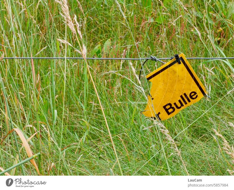 Bulle ausgebüxt Rind Kuh Warnschild Hinweisschid Wiese Feld kaputtes Schild Tier Weide Gras Natur Landwirtschaft grün Vieh Viehwirtschaft ländlich Weidenutzung