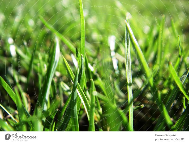Grasgrün Halm Wiese Frühling frisch Fröhlichkeit schön gelb dunkel Rasen hell Sonne Kontrast