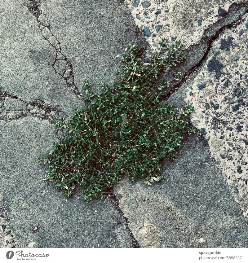 Durchbruch Pflanze gestein grün Außenaufnahme Menschenleer Tag Blatt Detailaufnahme grau Sonnenlicht Nahaufnahme Wachstum Umwelt risse Beton Boden