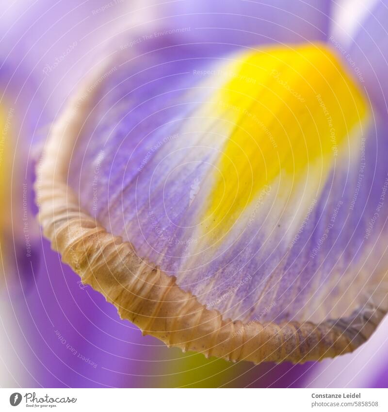 Vergänglichkeit einer Minililie Lilie Blüte absterben Blume blühen vergehen Rand gelb violett kräuseln ringeln einringeln blühend Gartenblume Blütenblatt