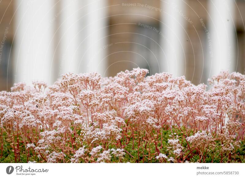 UT Leipzig - heiter bis wolkig | städtische Blütenpracht Blumen Pflanze Natur urban Moos Umwelt Stauden Garten Sommer Blühend weiß Mauerpfeffer begrünen