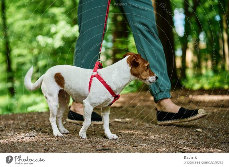 Frau geht mit Hund im Park spazieren Hundeausführer Tiersitter Haustier Eckzahn laufen Spaziergang Zusammensein Besitzer anleinen Terrier Sommer grün