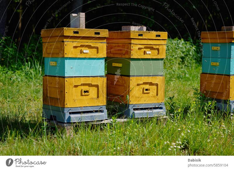 Bienenstöcke auf einer sonnigen Wiese Bienenstock Honigbiene Liebling Bienenkorb Bienenzucht Pollenflug Insekten fliegen Landwirtschaft Natur hölzern Sommer