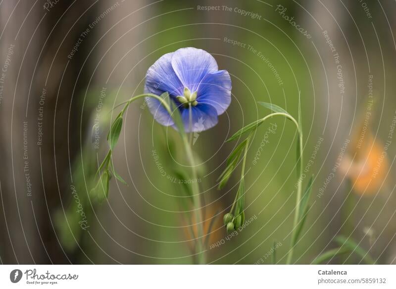 Blüte des blauen Lein Grün Blau Linum usitatissimum Gemeiner Lein Leinengewächse Wiesenblume Gras wachsen Jahreszeit schön Tageslicht Garten