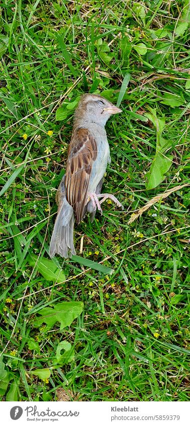 Draufsicht auf einen toten Spatz im Gras - Wer oder Was war daß? toter Spatz Tod Vogel liegend Seitenansicht Textfreiraum Wer oder Was? Außenaufnahme Wildtier