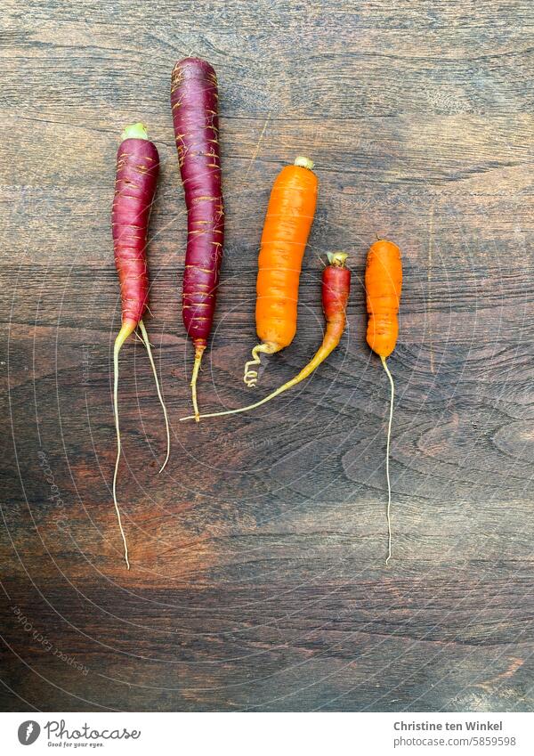bunte Möhrenvielfalt aus dem Gemüsegarten Karotten Bioprodukte Vegetarische Ernährung Gesunde Ernährung orange unterschiedlich frisch Wachstum Lebensmittel