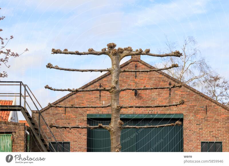 Ein gerader Baum wird vor einem Backsteinhaus in der niederländischen Stadt Edam zu einem Spalier geschnitten Spalierrohrrahmen Form Backsteinfassade Edamer