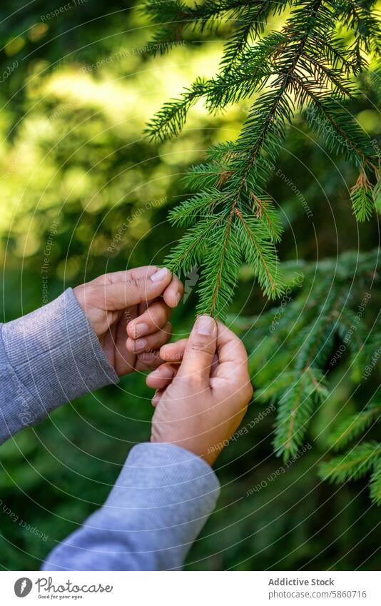 Anonyme Hände, die einen Kiefernzweig in Füssen, Deutschland, untersuchen Ast Natur berühren Hand Nahaufnahme grün Anschluss im Freien Detailaufnahme Flora Wald