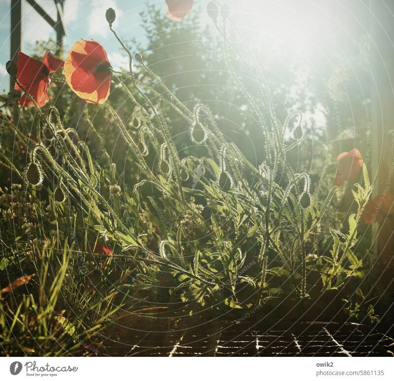 Aus nächster Nähe Mohn draußen sonnig räkeln posierend Garten Glamour prunkvoll Sonnenlicht Mohnblüte Farbfoto natürlich Idylle rot Blume Wachstum Außenaufnahme