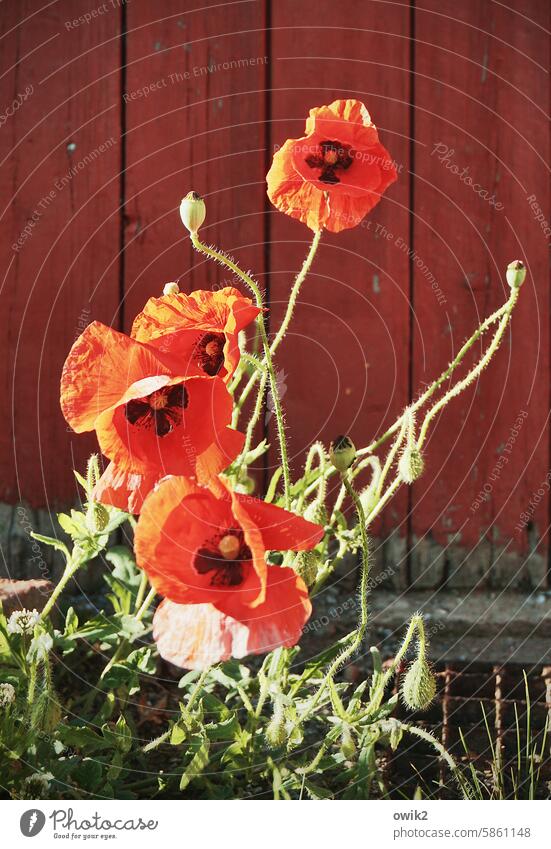 Mohn in Pose räkeln posierend Glamour prunkvoll Sonnenlicht Mohnblüte Halm Farbfoto natürlich Idylle rot Blume Wachstum Außenaufnahme Detailaufnahme Klatschmohn