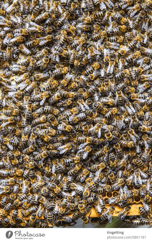Honigwabe von oben mit sehr vielen Bienen honig imker bienen honigwabe gold gelb hand insekt holzrahmen wachs bienenvolk bienenstock imkerei