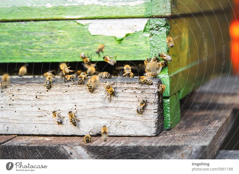 Bienen verlassen den Bienenstock honig imker bienen honigwabe gold gelb hand insekt holzrahmen wachs bienenvolk bienenstock imkerei fliegen sammeln blütenstaub