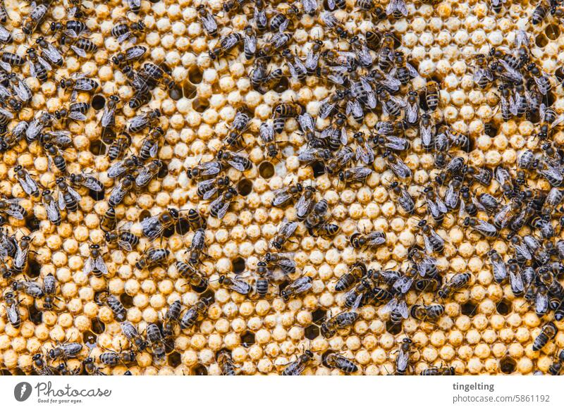 Honigwabe mit geschlossenen Waben und vielen Bienen honig imker bienen honigwabe gold gelb hand insekt holzrahmen wachs bienenvolk bienenstock imkerei