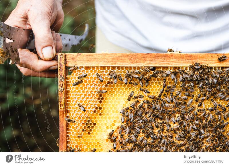Imker hält eine Honigwabe mit vielen Bienen honig imker bienen honigwabe gold gelb hand insekt holzrahmen wachs bienenvolk bienenstock imkerei
