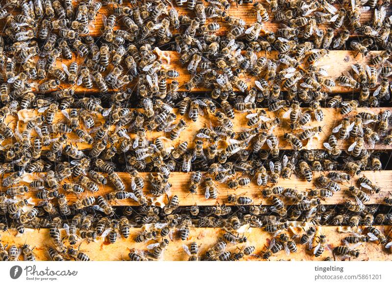 Bienenstock von oben mit vielen Bienen honig imker bienen honigwabe gold gelb hand insekt holzrahmen wachs bienenvolk bienenstock imkerei