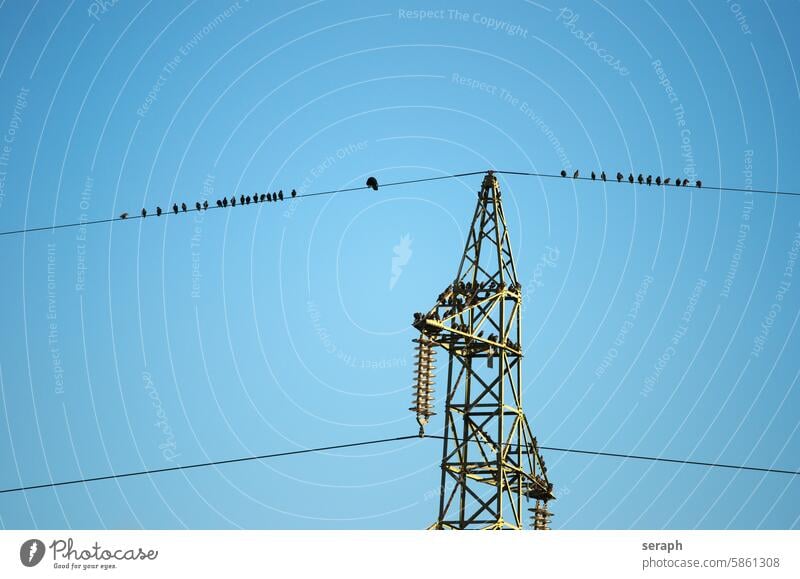 Stare sammeln sich auf einem Strommast star vogel ornithologie abflug herbst vogelzug zugvögel jahreszeiten stommast mat stromleitung tiere himmel aufgereit