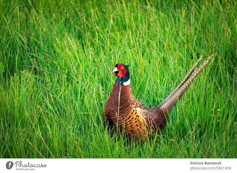 Schöner bunter Fasan im Gras Vogel wild Sitzen Wiese männlich Tier schön Nahaufnahme Feder Porträt Natur im Freien Tierwelt Schnabel horizontal grün rot Fauna