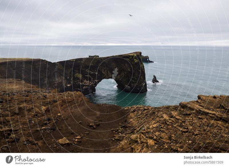 Dyrhólaey im Sommer in Südisland Island Küste Meer Felsen Ferien & Urlaub & Reisen Abenteuer Sehenswürdigkeit Landschaft Natur Strand Himmel Wasser