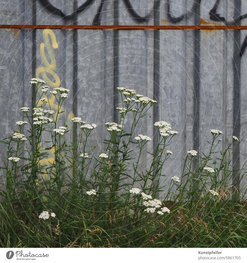 Robuste weiße Sommerblumen erobern das Land vor einem Baucontainer Blumen Pflanzen robust urban Container Natur unkraut blühen wachsen robuste Natur Grün