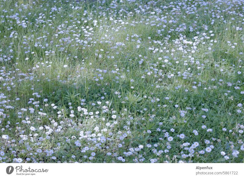 Blüten im Gras Wiese blühende Blumen Blumenwiese Sommer Blühend Wiesenblume Frühling natürlich Garten Natur Pflanze Farbfoto Wildpflanze Gänseblümchen grün