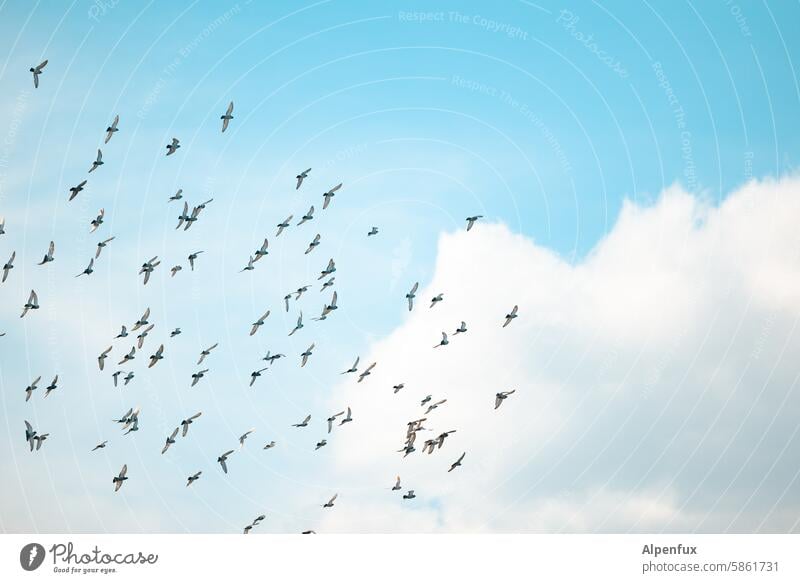 Ein Schwarm Wasserstoffatome, davor ein Haufen Vögel Vogelschwarm Himmel fliegen Vogelflug Tiergruppe Vogelzug Vögeltag vögeln Wildtier Freiheit Außenaufnahme