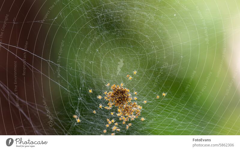Jede Menge Spinnenbabys im Netz Textfreiraum Natur Baby Insekt Hintergrund Tier Tierwelt Phobie Angst Makro Nahaufnahme Tiere Spinnennetz Arachnophobie grün