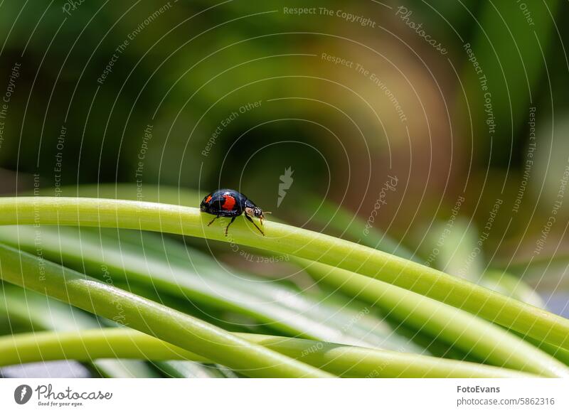 Schwarzer Marienkäfer mit roten Punkten auf Pflanze in grüner Natur Makroaufnahme schließen live kriechend Europäer Blatt Insekten essen Tier Monster Kreatur