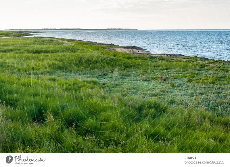 Friesische Küste Nordsee Gras grün Landschaft Natur Umwelt Sommer Erholung Pflanze Wasser Küstenlinie Nordseeküste Wattenmeer Nordfriesland Amrum