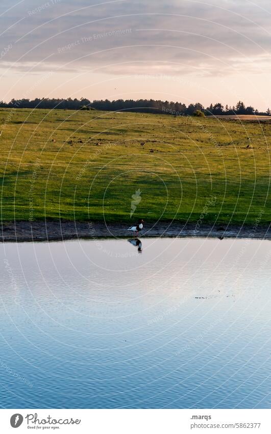 Einzelgänger Nordseeküste Amrum Ornithologie Wasservögel Lebensraum Naturschutzgebiet Vogel Wasservogel Teich See Habitat Dämmerung Tier stehen natürlich