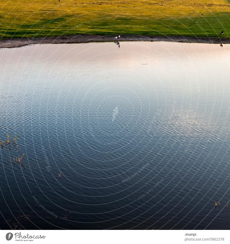 Privatpool Vogel Wasservogel Teich See ufer Rastplatz Habitat natürlich stehen Tier Natur Dämmerung Schönes Wetter Reflexion & Spiegelung